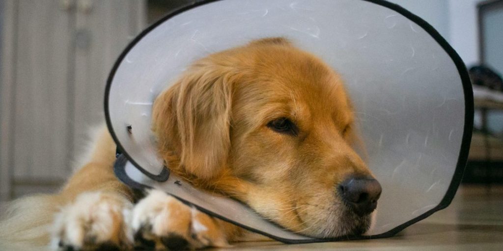 カラーをしている犬