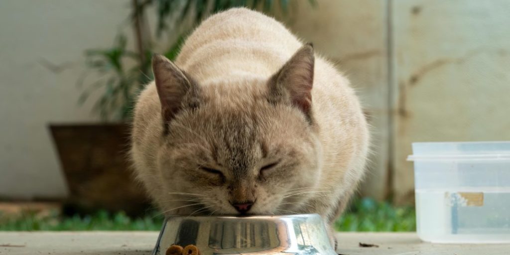 ご飯を食べる猫