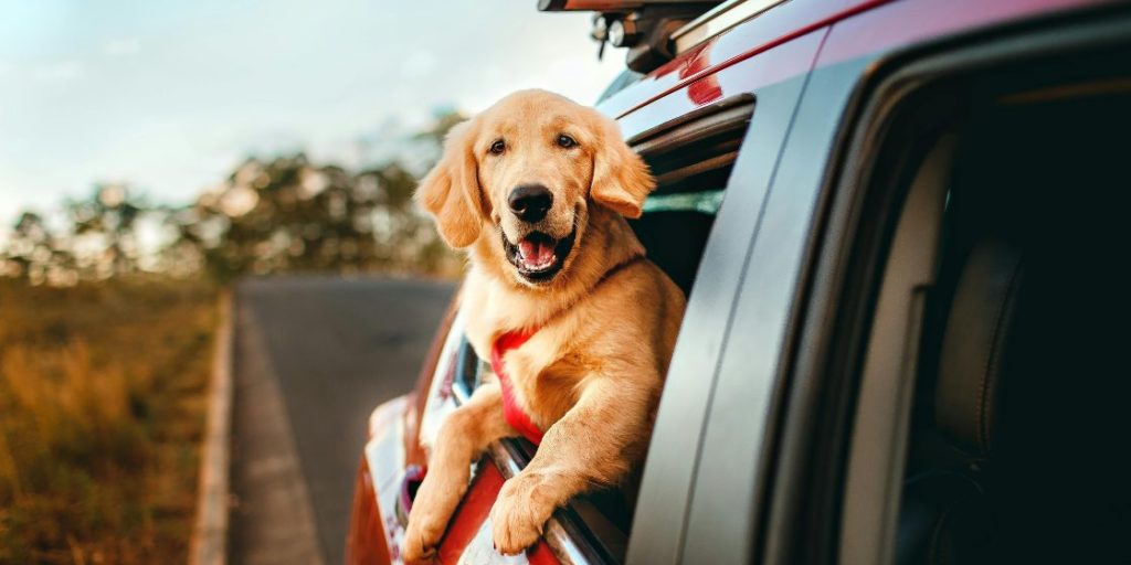 車に乗って楽しそうな犬