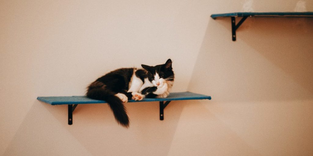 棚でくつろぐ猫